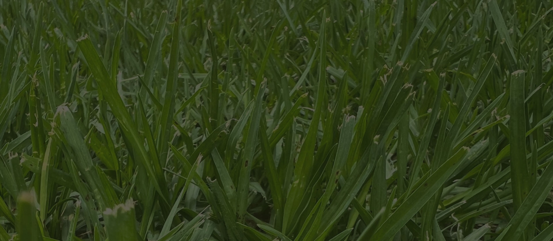 Kikuyu turf