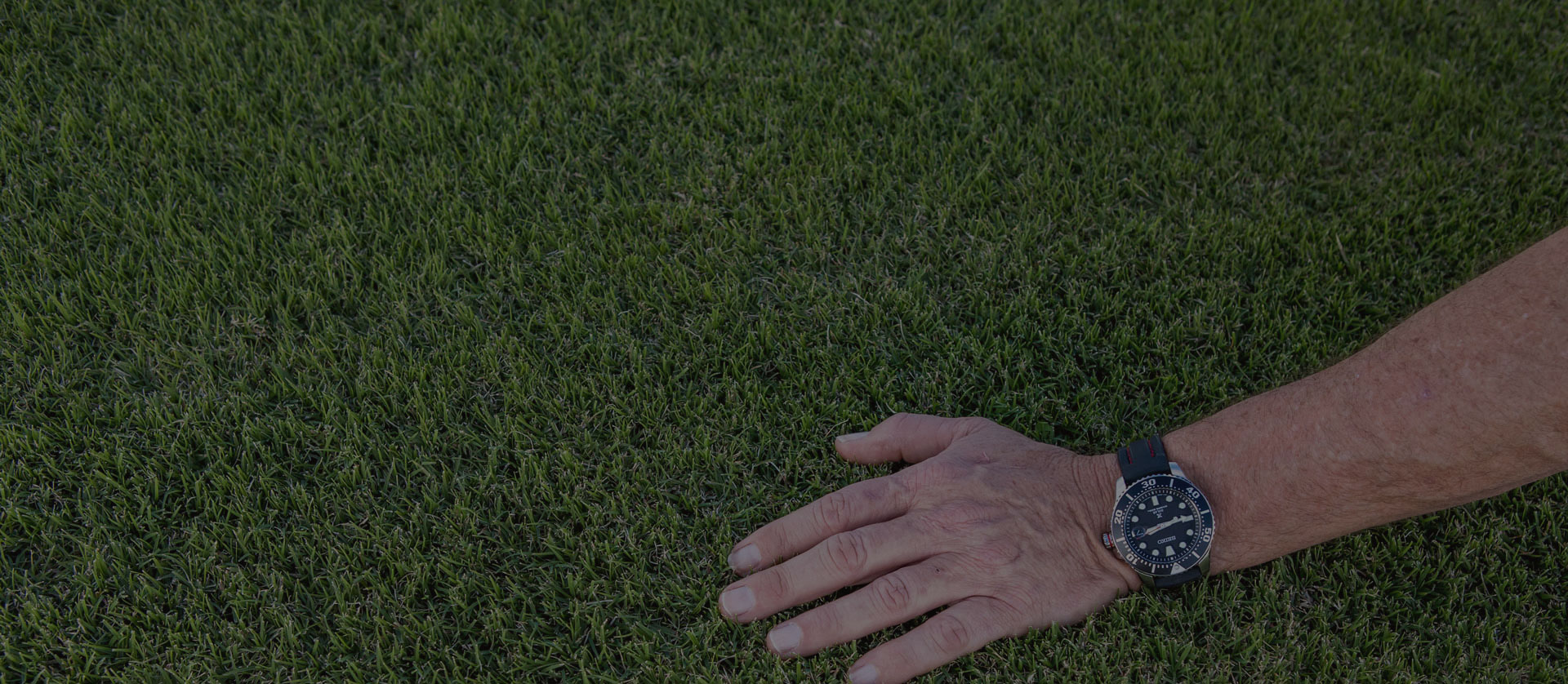 Wintergreen Couch Turf Sydney