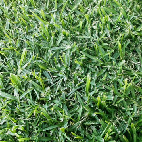 Kikuyu Turf - Kikuyu Lawn Turf Sydney | Arrow Turf