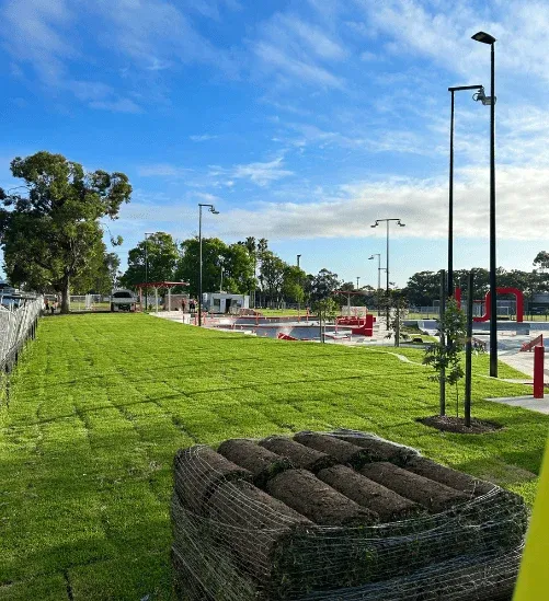 Kikuyu turf