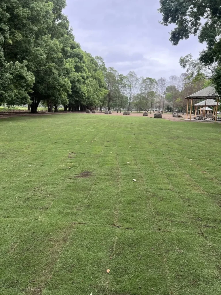 Established Arrow Turf lawn