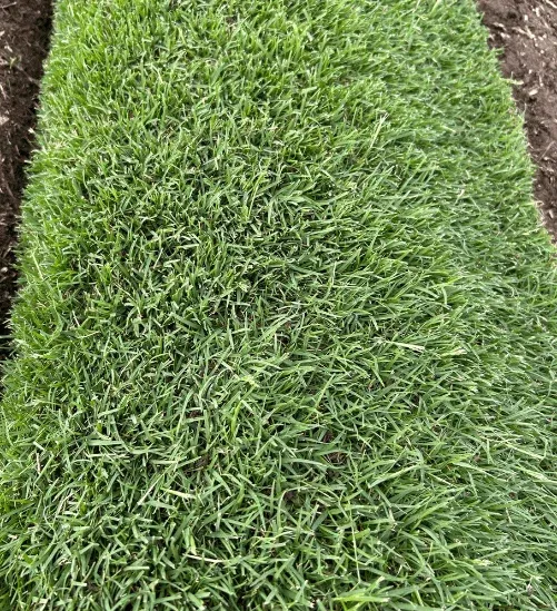 Wintergreen Couch turf